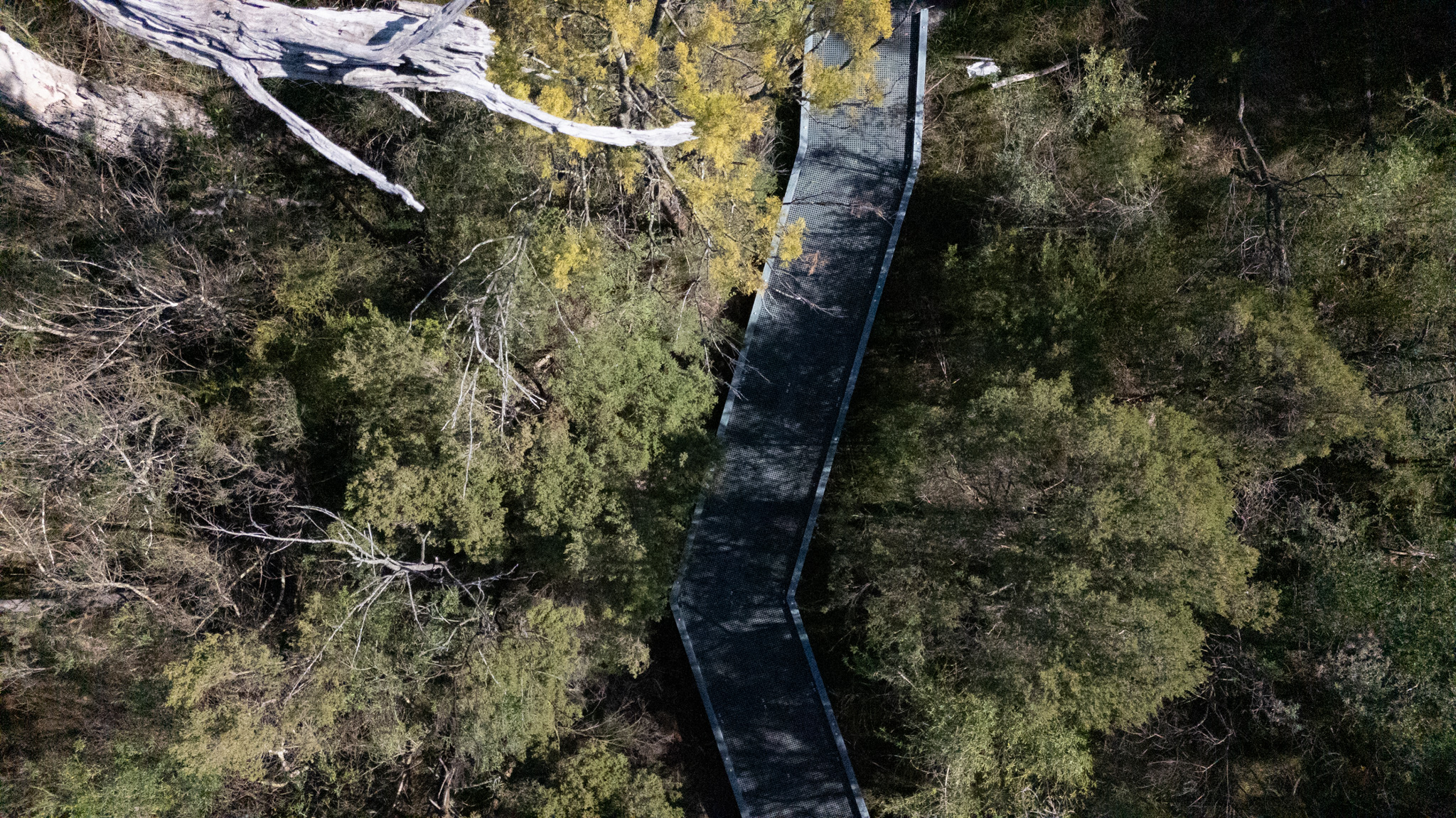 Paperbark Trail Boardwalk
