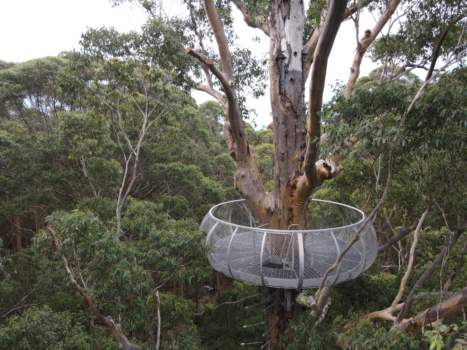 Gloucester Tree Lookout Platform